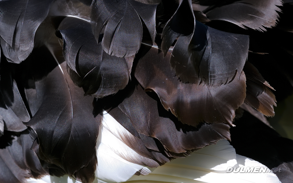 01 Black Swan (Cygnus atratus)